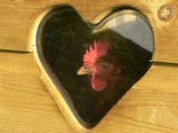 Chicken at the farm in Forest of Dean