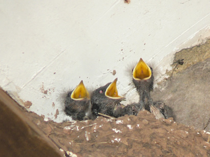 Baby swallows