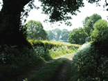 The farm drive in the Forest of Dean